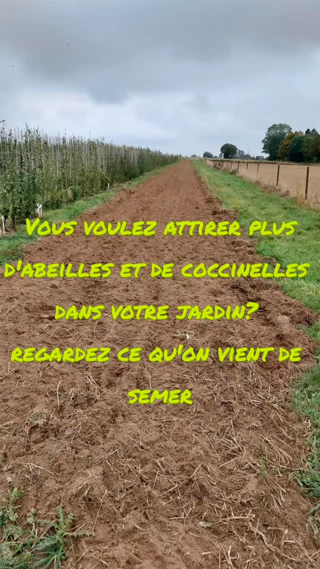Aujourd’hui, on a semé une bande de 130 mètres pour favoriser la biodiversité 🌿

Cette zone mélangée de luzerne et de fleurs sauvages servira de refuge aux insectes auxiliaires — ces alliés naturels qui nous aident à protéger nos arbres sans produits chimiques 🐞🐝

C’est une manière concrète de travailler avec la nature, en créant un équilibre durable dans notre pépinière.

🌱 On suivra ensemble l’évolution au printemps 2026 pour voir comment cette bande se développe !

#biodiversité #insectesauxiliaires #vergerdurable #pepiniere #luzerne #prefleuri #jardinnaturel #hunelle #agroécologie