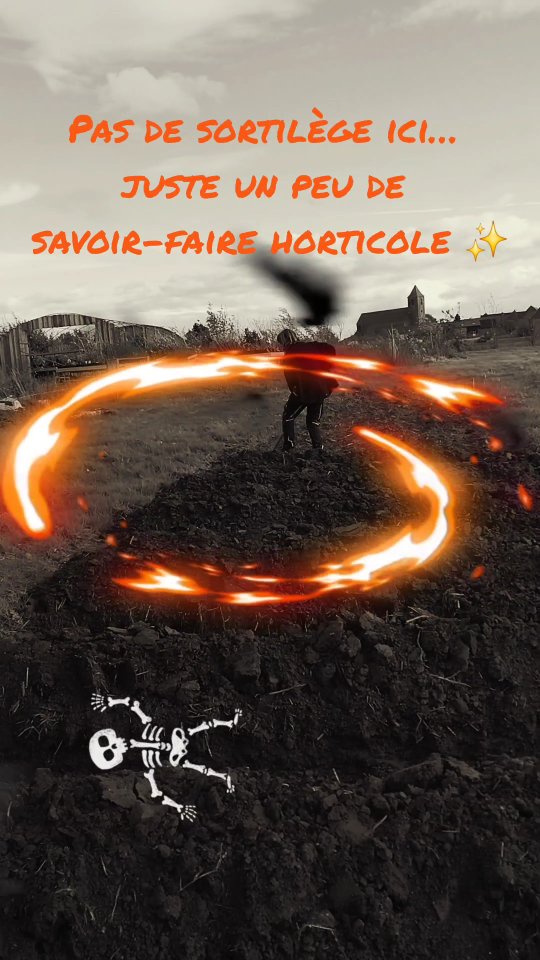 🎃💀
Non non… je ne prépare pas un cimetière d’arbres fruitiers 😅
À la Pépinière de la Hunelle, même à Halloween, on creuse… mais pour de bonnes raisons 🌳👩‍🌾

Je prépare mes jauges !
👉 Ce sont des tranchées où je place les arbres en racines nues en attendant que les clients viennent chercher leur commande, ou pour garder un peu de stock au frais.

Pourquoi ?
Parce que les racines n’aiment ni le vent, ni le soleil, et surtout pas la sécheresse !
Le but, c’est de les garder vivantes et bien hydratées avant leur plantation. 🌱💧

Et si vous reparez de la pépinière avec vos arbres et que vous n’avez pas le temps de les planter tout de suite,
➡️ Faites votre propre petite jauge à la maison :

●creusez une tranchée,
●posez les racines dedans,
●recouvrez-les de terre légère,
●et gardez tout ça à l’abri du vent.

Simple, efficace, et sans frissons 👻

Chez nous, même à Halloween, on enterre… mais pour mieux faire pousser 🍎🌳

#pepinièresdelahunelle #arbrefruitier #racinesnues #jardinbio #plantationautomne #jardinage #astucejardin #halloween #reeljardin #vergerfamilial #naturevivante #biodiversité #chievres