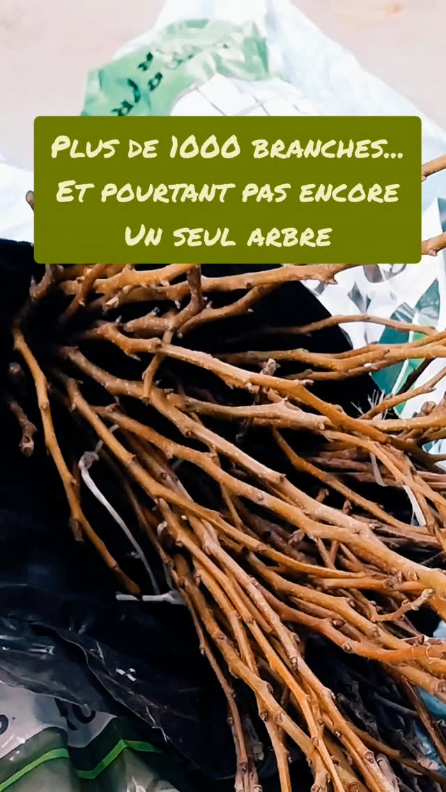 🌳 Ces branches ne sont pas de simples rameaux… ce sont des greffons !

Ce sont des branches d’un an, prélevées sur des variétés fruitières précises.
Elles déterminent le fruit de demain : la variété, le goût, l’identité de l’arbre.
Cet hiver, j’en ai reçu plus de 1 000, soigneusement préparées pour les greffes de printemps en pépinière

Chaque branche est en quelque sorte une promesse : un arbre qui naîtra, un fruit que vous aimerez.

Et vous… est-ce que vous ne trouvez pas ça incroyable? 🌱

#greffage #greffons #pépinière #arbresfruitiers #jardinage fruitier nature transmission plantes faitmain