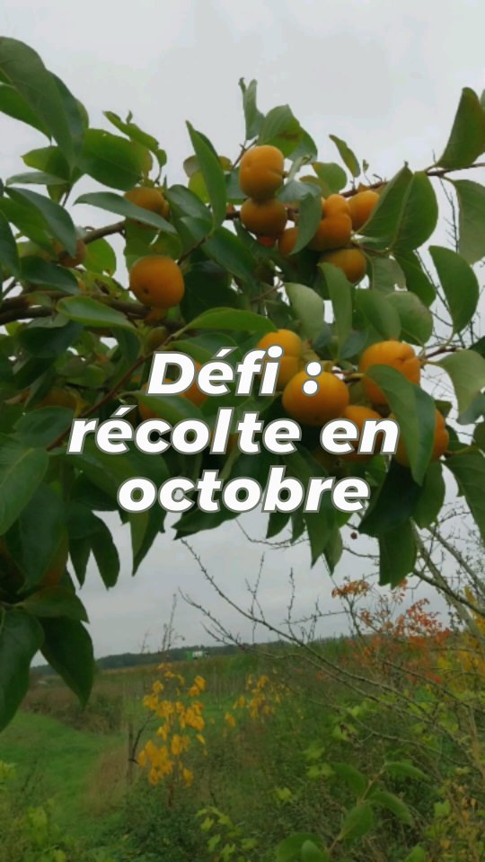 🍂 Octobre, le mois des fruits à découvrir… et à planter ! 🌳

À la Pépinière de la Hunelle, l’automne, c’est la saison des récoltes… mais aussi le meilleur moment pour imaginer votre futur verger.
Voici quelques-uns des fruits qui vous régaleront à cette période si vous les plantez aujourd’hui 👇

🥝 Kiwai – De petites baies pleines de vitalité, à croquer entières, faciles à cultiver et très productives.
🧡 Kaki – À récolter avant les gelées, puis à savourer en hiver, quand la chair devient fondante comme du miel. Un arbre ornemental et gourmand !
🥝 Kiwi – Récolté avant les gelées, conservé tout l’hiver : un fruit vitaminé qui se garde longtemps.
🌴 Asiminia triloba (Pawpaw) – Le fruitier “exotique” du jardin ! Goût de banane et de mangue, rustique jusqu’à -25°C.
🍈 Coing – Incomparable en gelée ou en compote, ils embaument le jardin et la cuisine.
🍏 Pommes – Reinette Hernaut, La Paix, Radoux, Reinette de Waleffe : des variétés anciennes et locales, parfaites pour redécouvrir le vrai goût des pommes d’autrefois.
🍐 Poires – Poire de Gros, Beurré Superfin, Beurré Dilly, Double Philippe : fondantes, parfumées, chacune avec son caractère.

✨ Planter un arbre fruitier, c’est déjà préparer les récoltes de demain.
Chaque variété a son histoire, son goût, son rythme… et toutes attendent leur place dans votre jardin.

#PépinièreDeLaHunelle #DéfiDesFruitsTouteLAnnée #ArbresFruitiers #PlanterLocal #VergerDurable #AutomneGourmand #RécolteOctobre #chievres #ath
