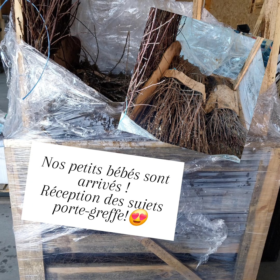 Réception des porte-greffes