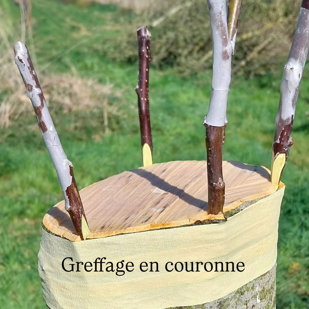 Surgreffage