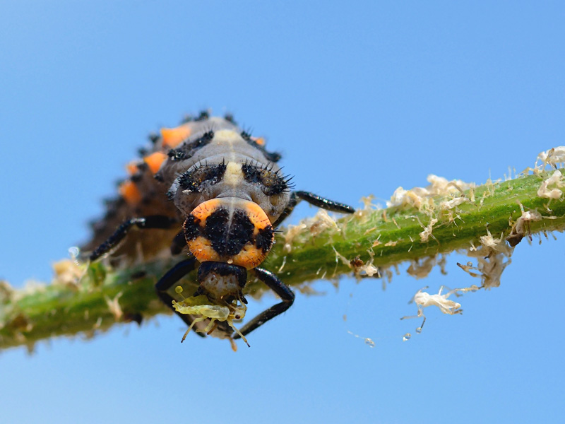 L’appétit des coccinelles