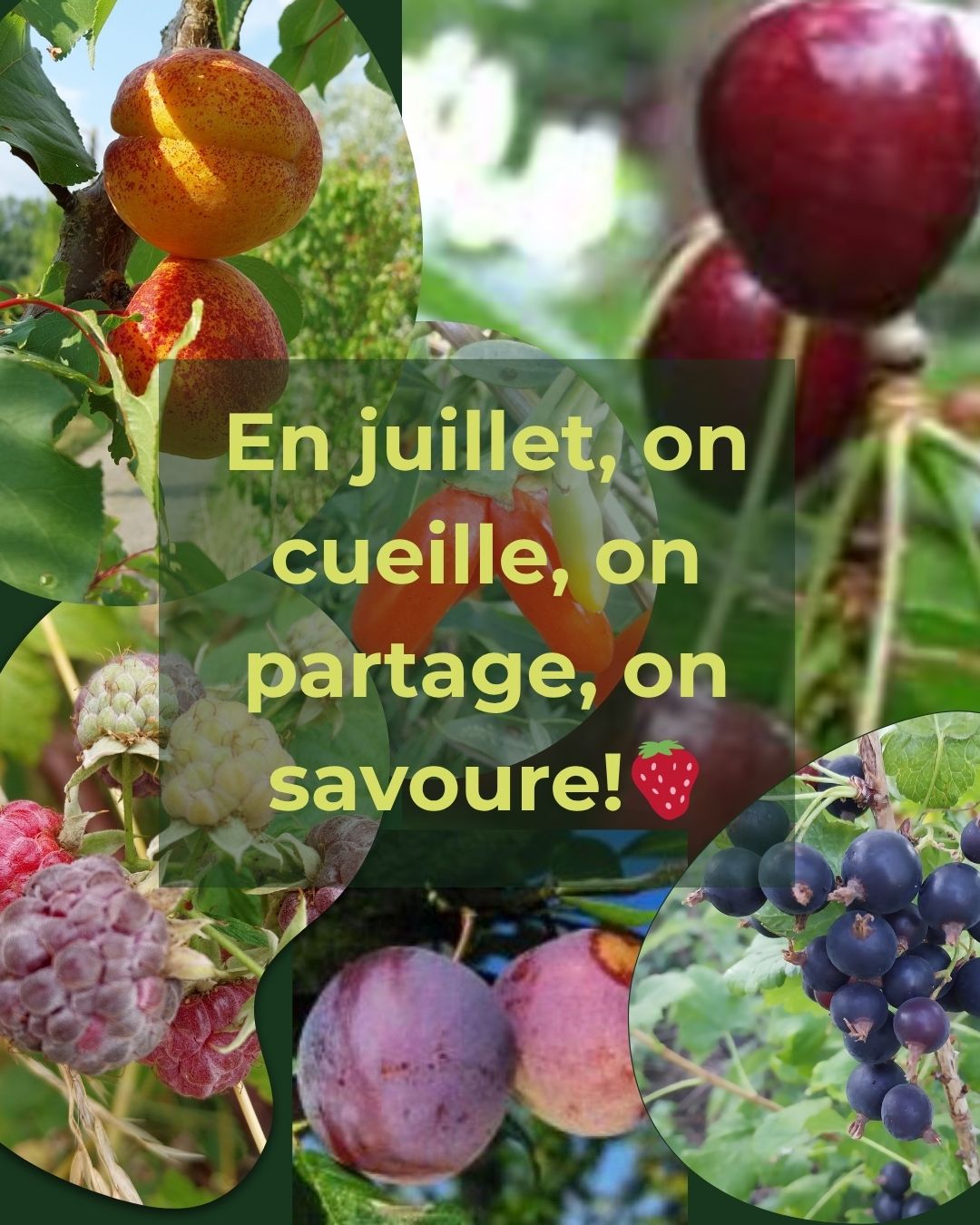 Les fruits à déguster en juillet dans votre jardin