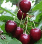 Cerise Kordia