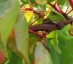 gommose sur abricotier