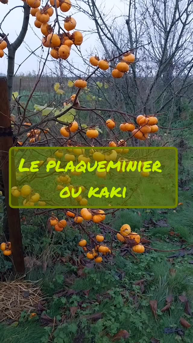Récolte du jour à la maison 🍂
Le kaki est vraiment un arbre magique : un beau feuillage en saison, souvent orangé ou rouge en automne, puis ces fruits lumineux qui restent sur les branches et donnent une ambiance incroyable au jardin.

Côté variétés, voici ce que je cultive à la pépinière :

• Astringents
Ils se dégustent bien mous, quand les tanins ont disparus
 
Mais on vous donne des astuces dans une prochaine publication pour les manger avant qu'ils deviennent blets

➡️Variétés : Mikatani Gosho, Nikitskaya Bordovaya

• Non astringents
Ils se mangent croquants ou tendre
➡️Variété : Sharon

Ces variétés sont disponibles à la pépinière pour ceux qui veulent un arbre à la fois décoratif et gourmand. Si vous hésitez, je peux vous guider selon vos envies.

#kaki #chievres #ath #arbresfruitiers #fruitsrares #pepinieredelahunelle #pépinière #belgique #plaqueminier
