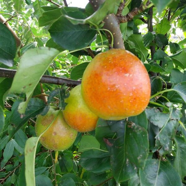Fruit du nashi reddy robin