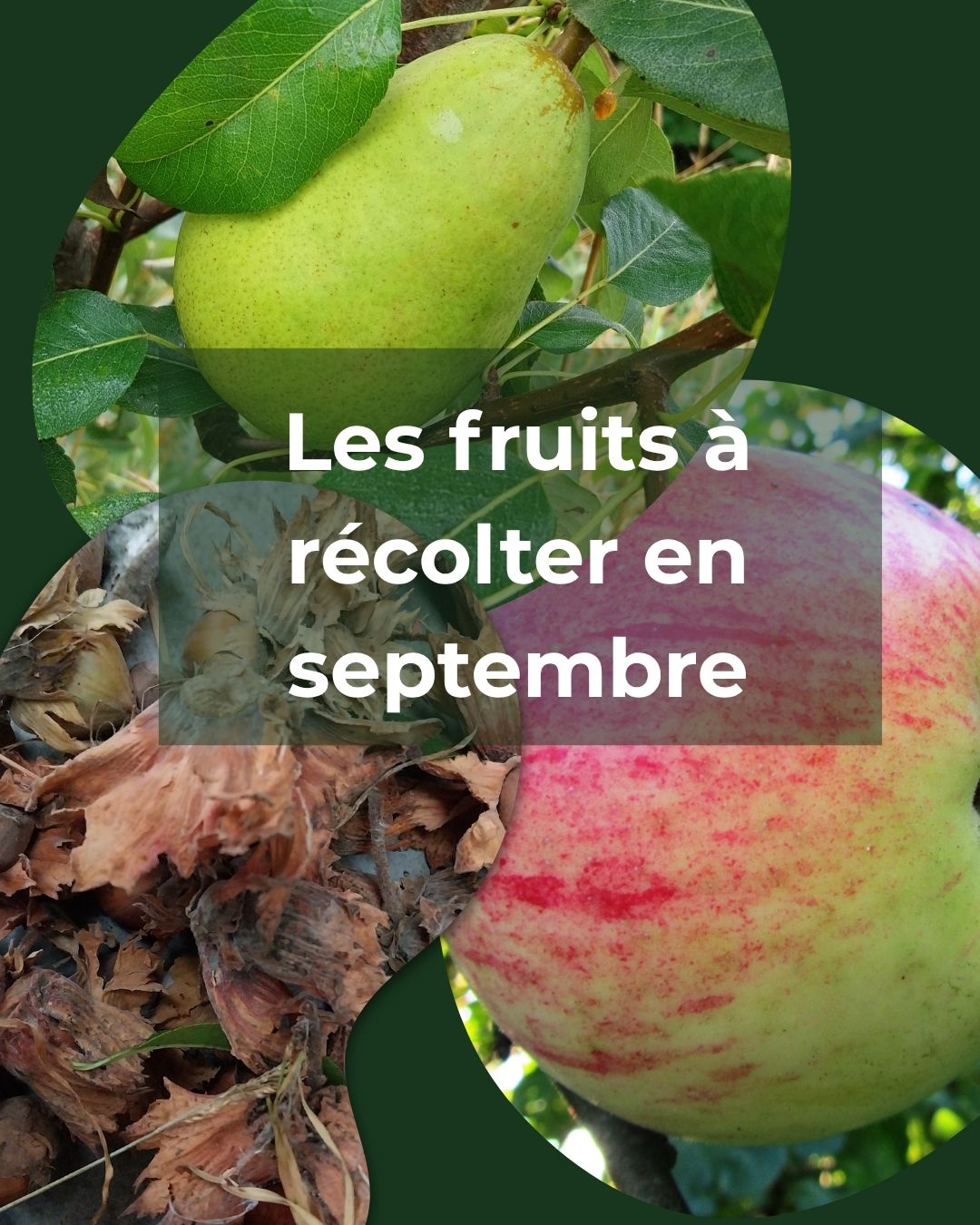 Les fruits de septembre