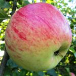 pomme président roulin RGF-Gblx